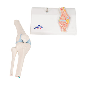Mini model de articulaţie a genunchiului uman cu secţiune transversală- 3B Smart Anatomy