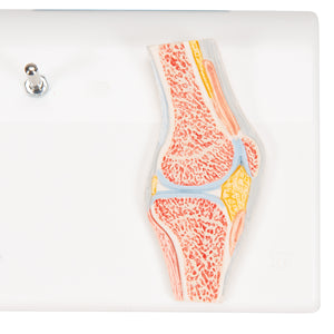 Mini model de articulaţie a genunchiului uman cu secţiune transversală- 3B Smart Anatomy