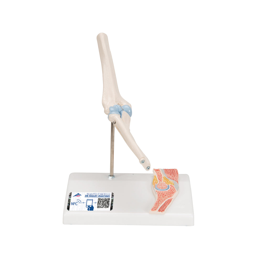 Mini model de articulaţie a cotului uman cu secţiune transversală - 3B Smart Anatomy