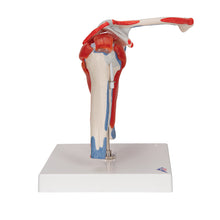 Load image into Gallery viewer, Model de articulație a umărului uman cu coiful rotatorilor și 4 mușchi amovibili, în 5 părți - 3B Smart Anatomy