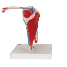 Load image into Gallery viewer, Model de articulație a umărului uman cu coiful rotatorilor și 4 mușchi amovibili, în 5 părți - 3B Smart Anatomy