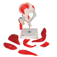 Load image into Gallery viewer, Model de articulație a șoldului uman cu mușchi amovibili, în 7 părți - 3B Smart Anatomy