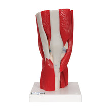 Load image into Gallery viewer, Model de articulație a genunchiului uman cu mușchi amovibili, 12 părți - 3B Smart Anatomy
