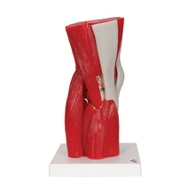 Load image into Gallery viewer, Model de articulație a genunchiului uman cu mușchi amovibili, 12 părți - 3B Smart Anatomy