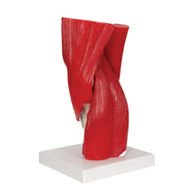 Load image into Gallery viewer, Model de articulație a genunchiului uman cu mușchi amovibili, 12 părți - 3B Smart Anatomy