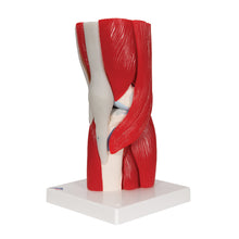 Load image into Gallery viewer, Model de articulație a genunchiului uman cu mușchi amovibili, 12 părți - 3B Smart Anatomy