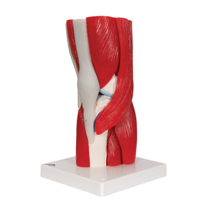 Model de articulație a genunchiului uman cu mușchi amovibili, 12 părți - 3B Smart Anatomy