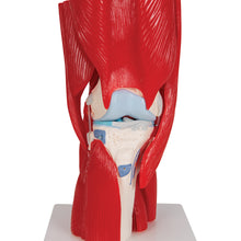 Load image into Gallery viewer, Model de articulație a genunchiului uman cu mușchi amovibili, 12 părți - 3B Smart Anatomy