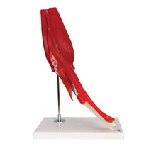 Load image into Gallery viewer, Model de articulație a cotului uman cu mușchi amovibili, 8 părți - 3B Smart Anatomy