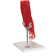 Load image into Gallery viewer, Model de articulație a cotului uman cu mușchi amovibili, 8 părți - 3B Smart Anatomy