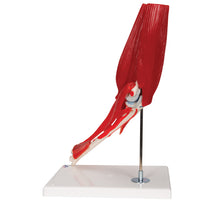 Load image into Gallery viewer, Model de articulație a cotului uman cu mușchi amovibili, 8 părți - 3B Smart Anatomy