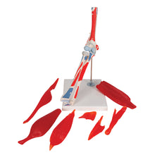 Load image into Gallery viewer, Model de articulație a cotului uman cu mușchi amovibili, 8 părți - 3B Smart Anatomy