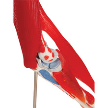 Load image into Gallery viewer, Model de articulație a cotului uman cu mușchi amovibili, 8 părți - 3B Smart Anatomy