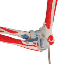 Load image into Gallery viewer, Model de articulație a cotului uman cu mușchi amovibili, 8 părți - 3B Smart Anatomy