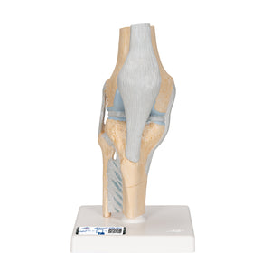Model secțional de articulație a genunchiului uman, în 3 părți - 3B Smart Anatomy