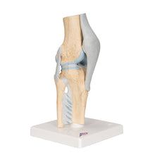 Load image into Gallery viewer, Model secțional de articulație a genunchiului uman, în 3 părți - 3B Smart Anatomy