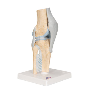 Model secțional de articulație a genunchiului uman, în 3 părți - 3B Smart Anatomy