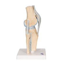 Load image into Gallery viewer, Model secțional de articulație a genunchiului uman, în 3 părți - 3B Smart Anatomy