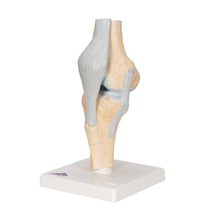 Model secțional de articulație a genunchiului uman, în 3 părți - 3B Smart Anatomy