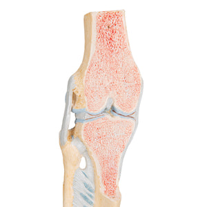 Model secțional de articulație a genunchiului uman, în 3 părți - 3B Smart Anatomy