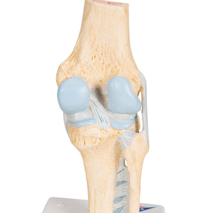 Model secțional de articulație a genunchiului uman, în 3 părți - 3B Smart Anatomy