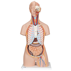 Model clasic de tors uman unisex cu spate deschis, 21 de părţi - 3B Smart Anatomy