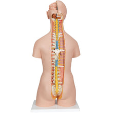 Load image into Gallery viewer, Model clasic de tors uman unisex cu spate deschis, 21 de părţi - 3B Smart Anatomy