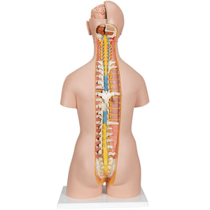 Model clasic de tors uman unisex cu spate deschis, 21 de părţi - 3B Smart Anatomy