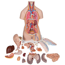 Load image into Gallery viewer, Model clasic de tors uman unisex cu spate deschis, 21 de părţi - 3B Smart Anatomy