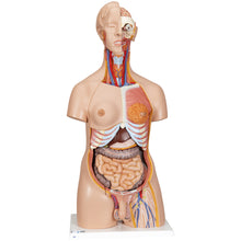 Load image into Gallery viewer, Model Deluxe de tors uman dublu sex, 24 componente - 3B Smart Anatomy