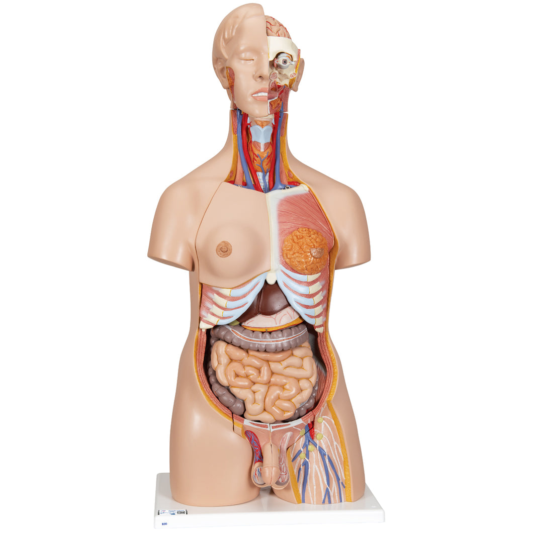 Model Deluxe de tors uman dublu sex, 24 componente - 3B Smart Anatomy
