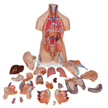 Load image into Gallery viewer, Model Deluxe de tors uman dublu sex, 24 componente - 3B Smart Anatomy