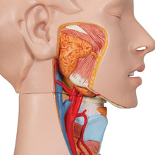 Load image into Gallery viewer, Model Deluxe de tors uman dublu sex, 24 componente - 3B Smart Anatomy