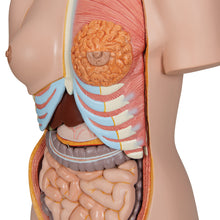 Load image into Gallery viewer, Model Deluxe de tors uman dublu sex, 24 componente - 3B Smart Anatomy
