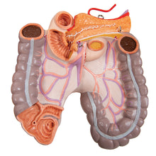 Load image into Gallery viewer, Model Deluxe de tors uman dublu sex, 24 componente - 3B Smart Anatomy