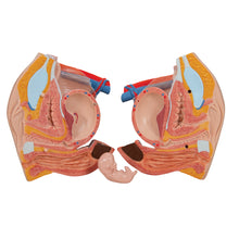 Load image into Gallery viewer, Model Deluxe de tors uman dublu sex, 24 componente - 3B Smart Anatomy