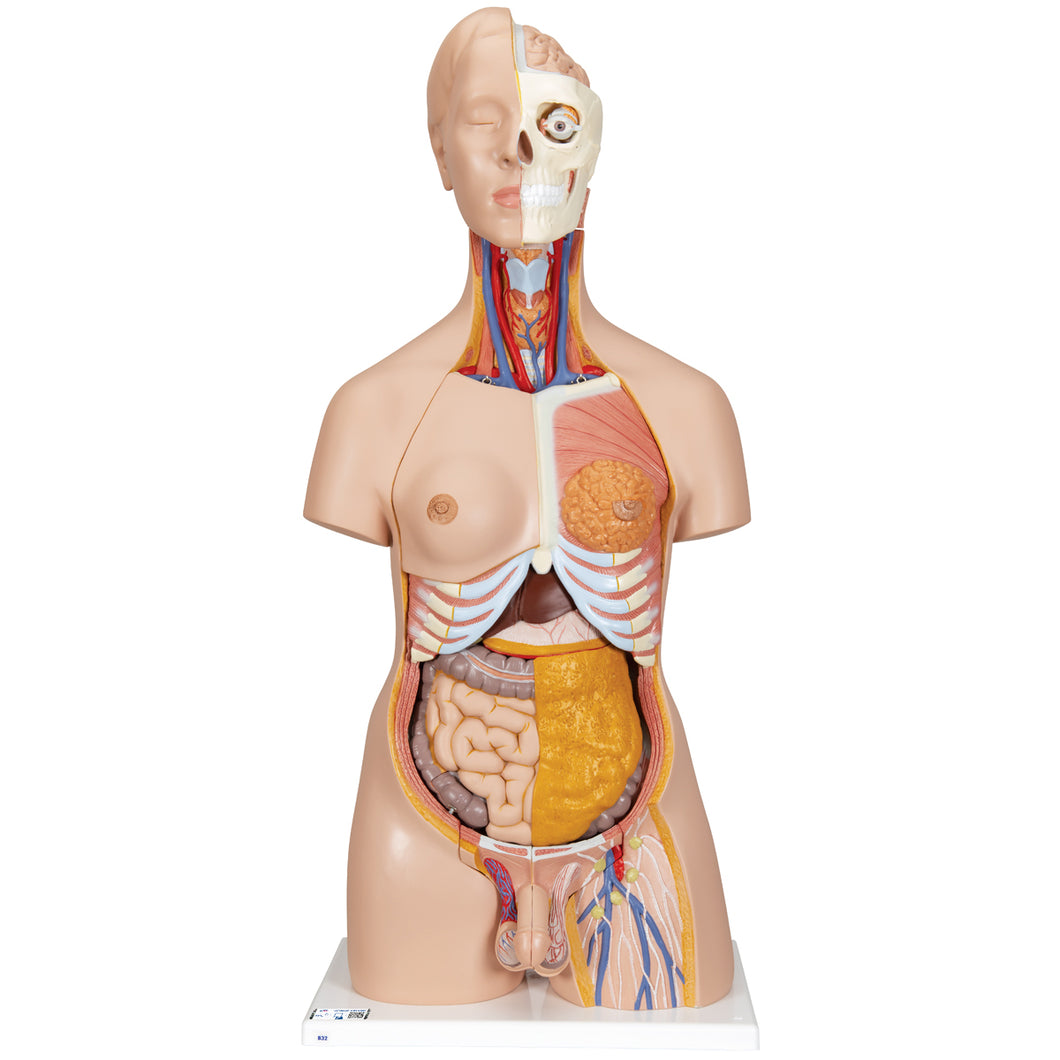 Model Deluxe de tors uman dublu sex, 20 componente - 3B Smart Anatomy