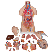 Load image into Gallery viewer, Model Deluxe de tors uman dublu sex, 20 componente - 3B Smart Anatomy