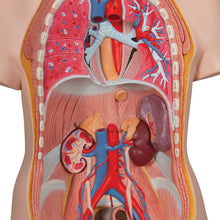 Load image into Gallery viewer, Model Deluxe de tors uman dublu sex, 20 componente - 3B Smart Anatomy