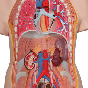 Model Deluxe de tors uman dublu sex, 20 componente - 3B Smart Anatomy