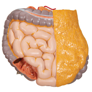 Model Deluxe de tors uman dublu sex, 20 componente - 3B Smart Anatomy
