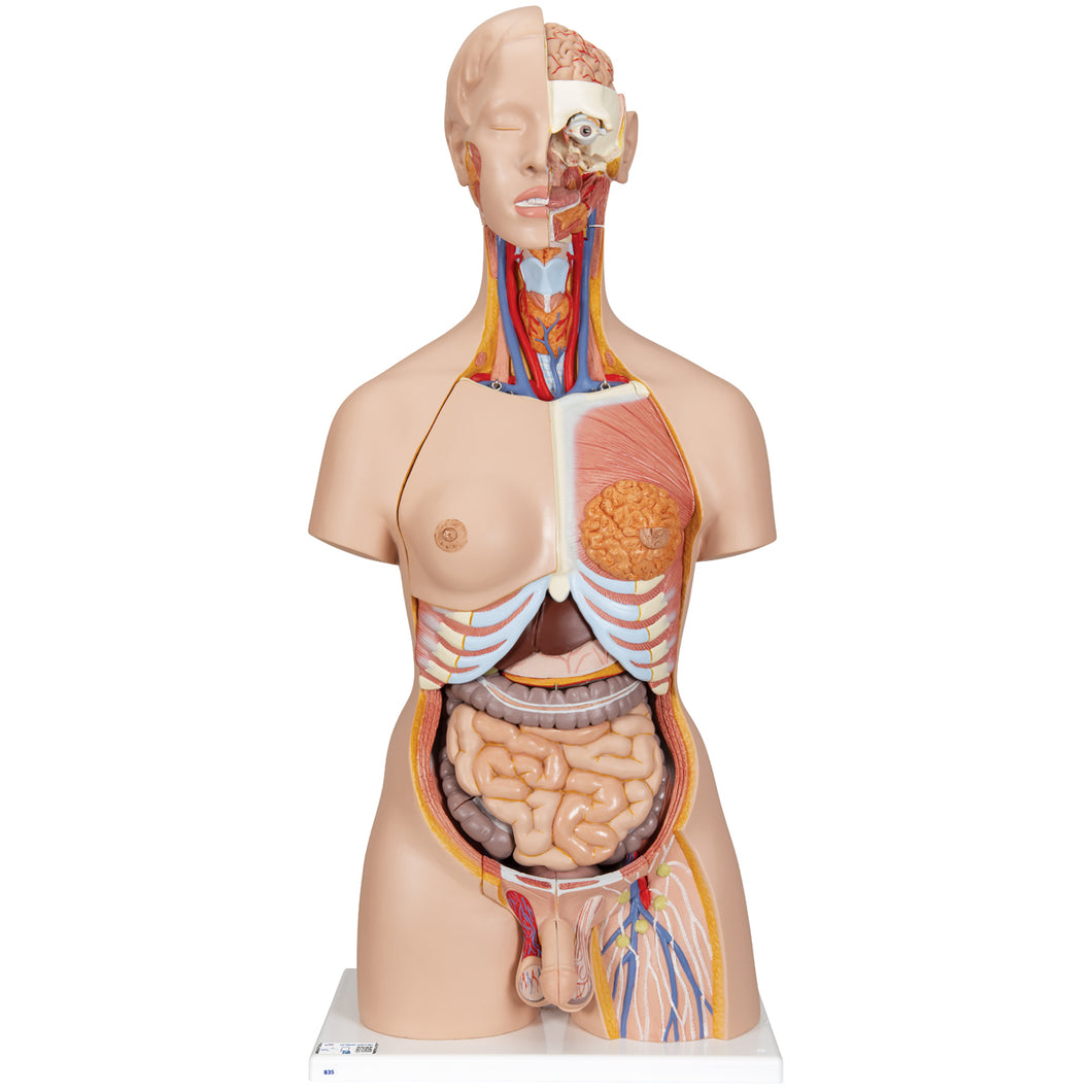 Model de tors uman dublu sex cu spate deschis, 28 componente - 3B Smart Anatomy