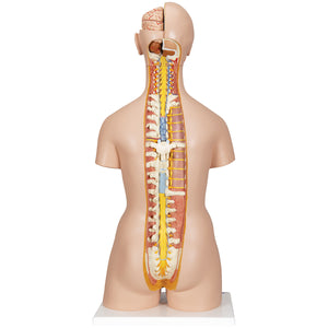 Model de tors uman dublu sex cu spate deschis, 28 componente - 3B Smart Anatomy