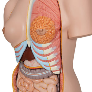 Model de tors uman dublu sex cu spate deschis, 28 componente - 3B Smart Anatomy