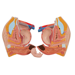 Model de tors uman dublu sex cu spate deschis, 28 componente - 3B Smart Anatomy