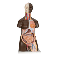 Load image into Gallery viewer, Model de tors african dublu de lux, 24 componente - 3B Smart Anatomy