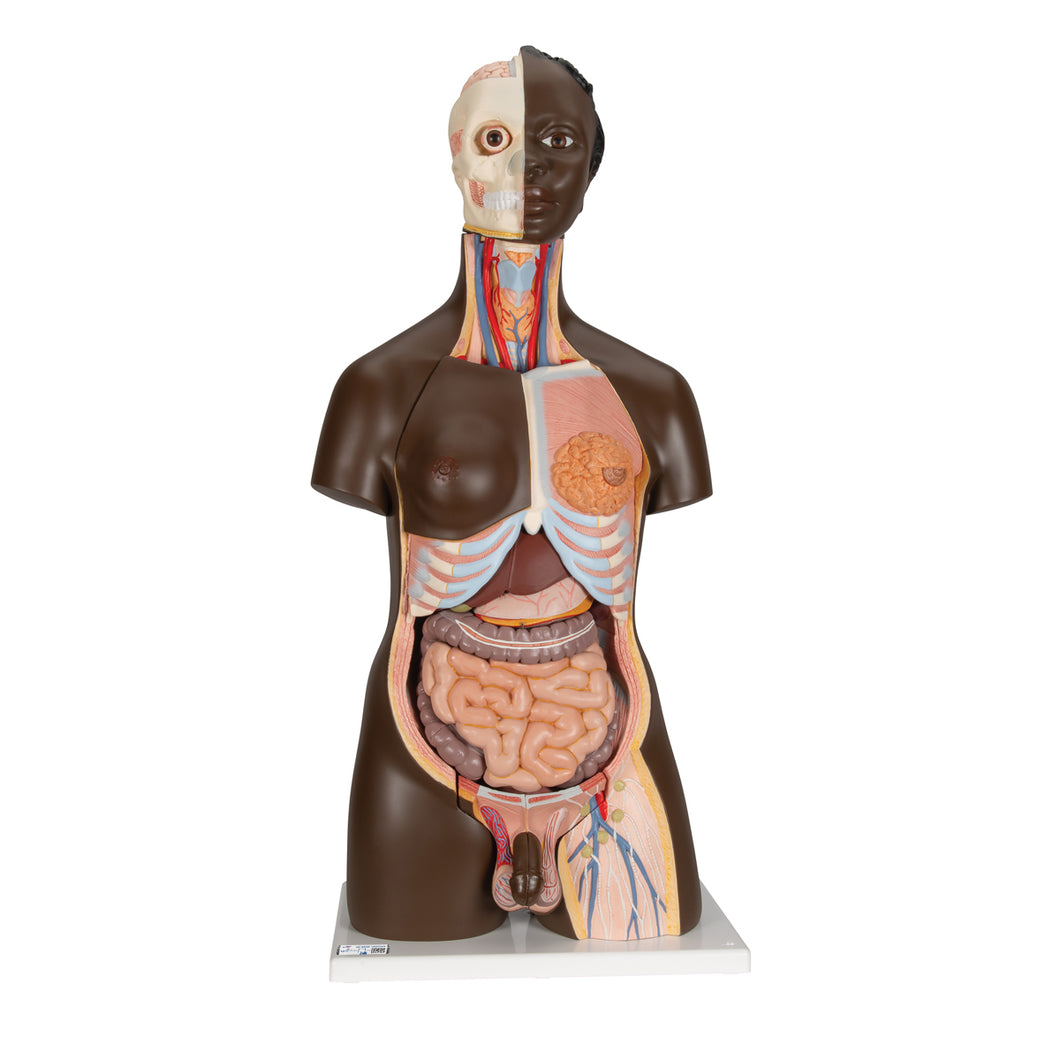 Model de tors african dublu de lux, 24 componente - 3B Smart Anatomy