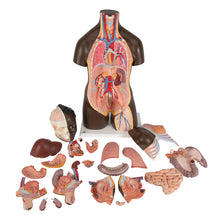 Load image into Gallery viewer, Model de tors african dublu de lux, 24 componente - 3B Smart Anatomy