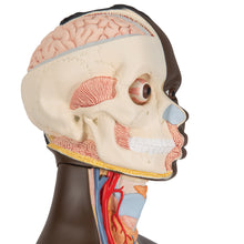 Load image into Gallery viewer, Model de tors african dublu de lux, 24 componente - 3B Smart Anatomy
