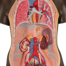Load image into Gallery viewer, Model de tors african dublu de lux, 24 componente - 3B Smart Anatomy